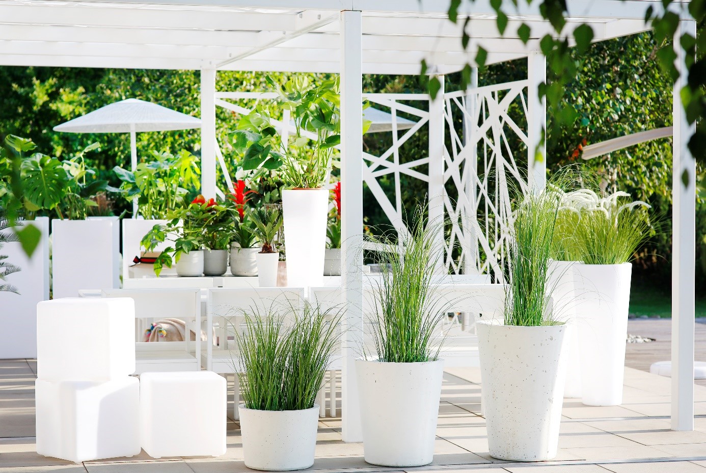 jak sadzic i wybrac rosliny do donic betonowych